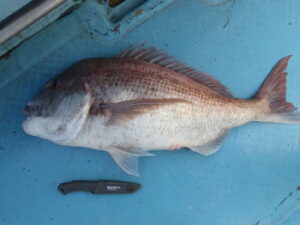 一つテンヤ仕掛けの遊動式とは？釣り方は？