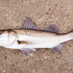 エビ撒き釣りの仕掛けとタナなどの釣り方【ハネ・スズキ】