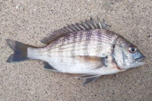 波止フカセ釣りの仕掛けと釣り方・エサ