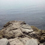 小磯でのウミタナゴ釣り！のべ竿での釣り方は？