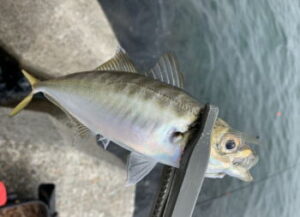 デイアジングの釣り方のコツは?ポイントやワームなどタックルについて解説!