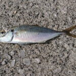 豆アジングのコツは?ワームやジグヘッドなどのタックルは?