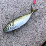 のべ竿フカセ釣りの仕掛けと釣り方・エサ
