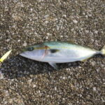 堤防ショアジギングのタックルと釣り方