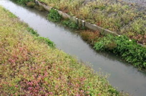マブナの探り釣り仕掛けと釣り方【ホソの乗っ込み】