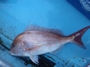 電動タイラバのタックルと釣り方