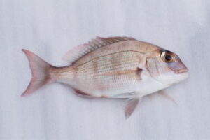 一つテンヤはボートでも楽しめる!実践的なテクニックをご紹介!