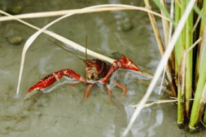 ザリガニ釣りの時期・時間帯