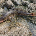 ホッケ釣りの時期と時間帯