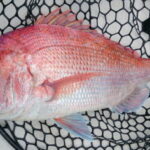 ボートからのコマセ釣り仕掛けと釣り方【マダイ】