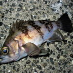 メバルの探り釣り仕掛けと釣り方