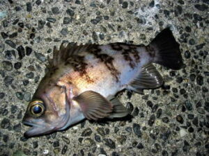 メバルの探り釣り仕掛けと釣り方