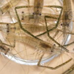 【テナガエビ】荒川のポイントのおすすめは?【手長エビ】