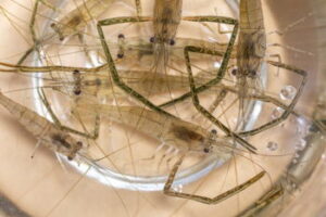 【テナガエビ】荒川のポイントのおすすめは?【手長エビ】