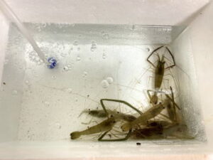 【テナガエビ】多摩川のポイントのおすすめは?【手長エビ】