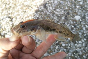 ハゼ釣りのワーム仕掛けと釣り方