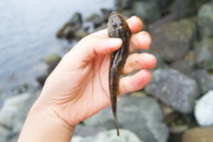 ハゼ釣りのエサはホタテ・エビがよい?代用できるのは?