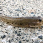 ハゼのミャク釣り仕掛けと釣り方・コツ