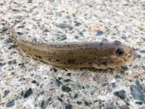 ハゼのミャク釣り仕掛けと釣り方・コツ