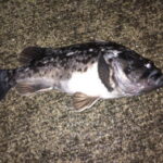 クロソイ釣りの時期・時間帯