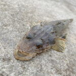 マゴチの投げ釣り仕掛けと釣り方