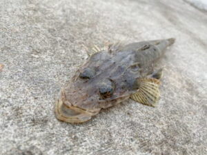 マゴチの投げ釣り仕掛けと釣り方
