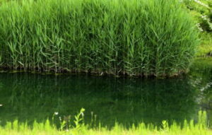 ナマズのルアー釣りタックルと釣り方