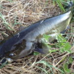 ナマズ釣りの時期と時間帯
