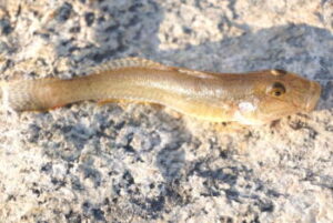 ハゼ釣りのジグヘッド＆ワーム仕掛けと釣り方