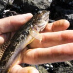 ハゼの穴釣りの仕掛けと釣り方