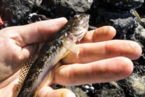 ハゼの穴釣りの仕掛けと釣り方