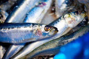 ヒラメ釣りのエサと付け方