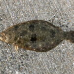 ヒラメの堤防での泳がせ釣り仕掛けと釣り方