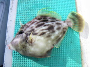 夏のカワハギ釣りの仕掛けと釣り方【船】