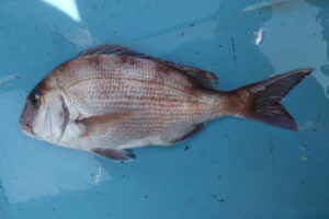 SLJでマダイを狙う！タックルと釣り方は？