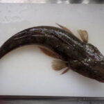 マゴチの泳がせ釣り仕掛けと釣り方【船】