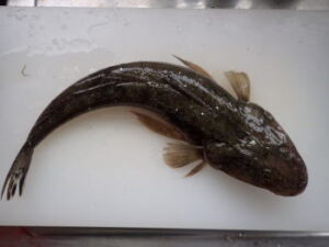 マゴチの泳がせ釣り仕掛けと釣り方【船】