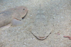 マゴチ釣りのルアー仕掛けと釣り方【ワーム】