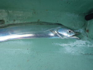 【タチウオ】東京湾での船テンヤの仕掛けと釣り方