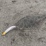 ヒラメのサーフでの釣り方!遠浅と急深での違いは?