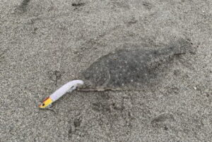 ヒラメのサーフでの釣り方！遠浅と急深での違いは？
