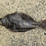 ヒラメの投げ釣り仕掛けと釣り方