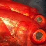 キンメダイの仕掛けと釣り方のコツ