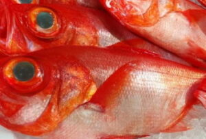 キンメダイリールのおすすめ