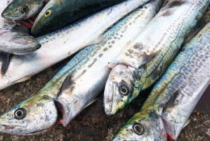 サワラのキャスティングロッドのおすすめ