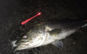 シーバスの電気ウキ釣りの仕掛けと釣り方