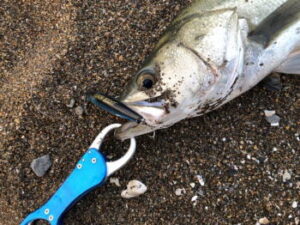 シーバスのベイトの種類!季節ごとの主なベイトとは?