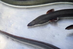 【ウナギ釣り】荒川でおすすめの釣り場