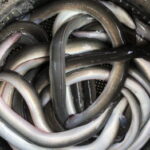 【ウナギ釣り】江戸川・中川でおすすめの釣り場
