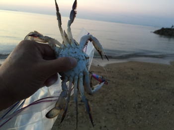 ワタリガニ釣り 千葉の釣り場でおすすめは